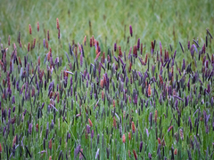 Alopecurus pratensis