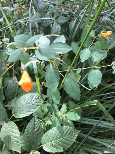 common jewelweed