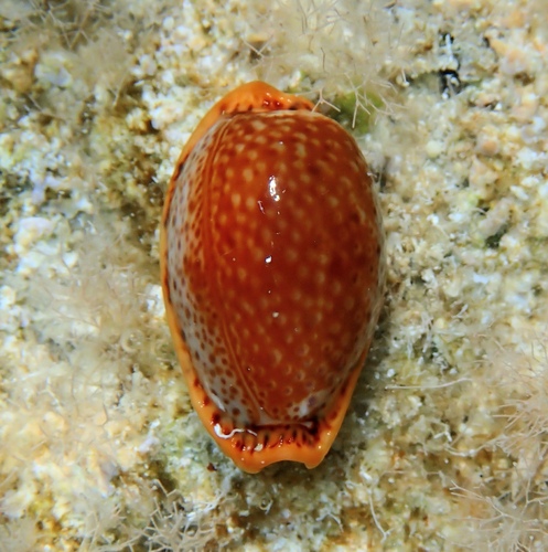 Cypraea spurca observed 2026-09-04