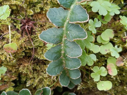 Asplenium ceterach, photograph 6