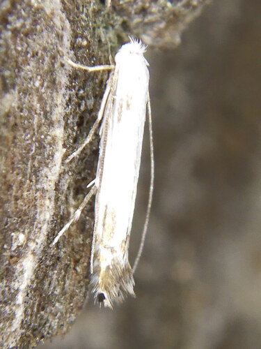 Apple Leafminer
