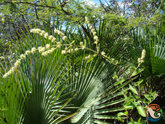 Asterohyptis stellulata
