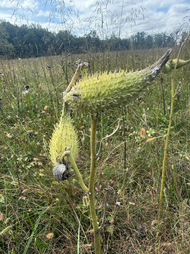 common milkweed