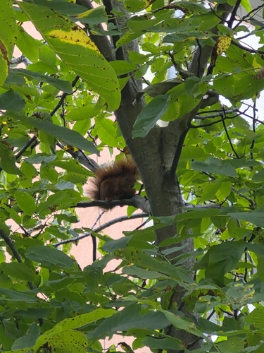 Eurasian Red Squirrel