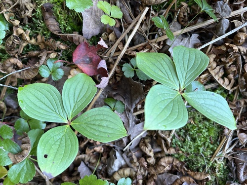 Canadian bunchberry