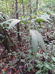 Chamaedorea pauciflora