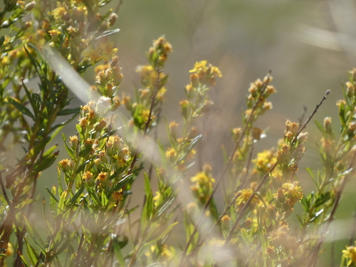 false yellowhead