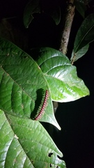 Helicorthomorpha holstii