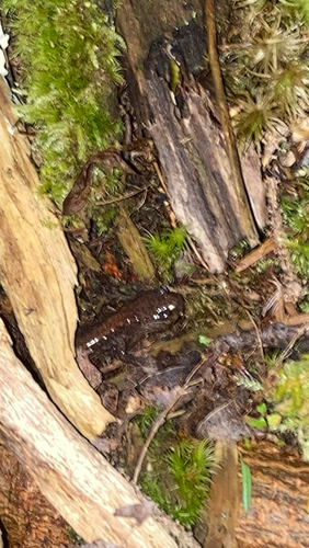 Eastern Red-backed Salamander