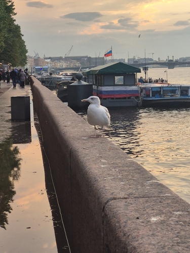 European Herring Gull