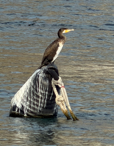 Great Cormorant