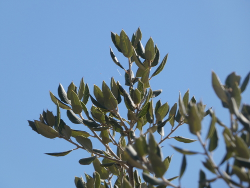 Mediterranean buckthorn
