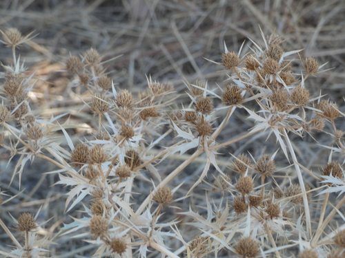 Field Eryngo