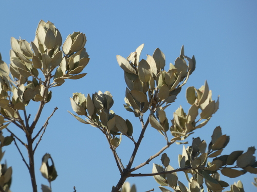 sweet acorn oak