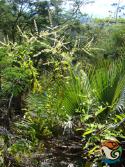 Asterohyptis stellulata