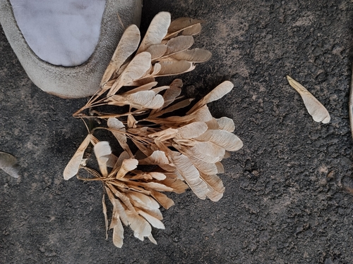 box elder