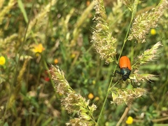 Labidostomis