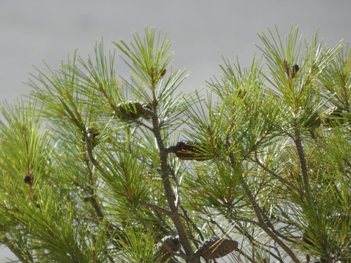 Aleppo pine
