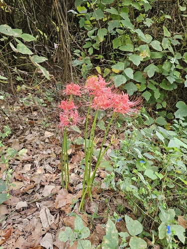 red spider lily