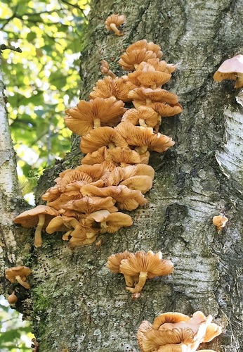 northern honey fungus