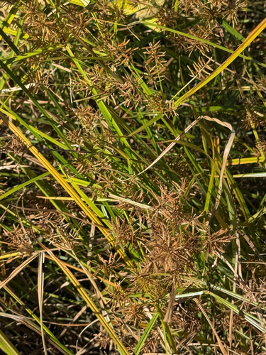 Cyperus esculentus, photograph 4