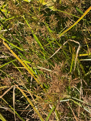 (c) hawkbander, some rights reserved (CC BY) Cyperus esculentus, photograph (c) hawkbander, some rights reserved (CC BY)