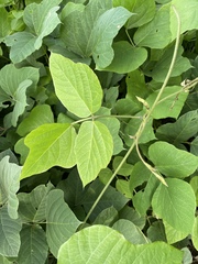 Pueraria montana, photograph (c) Engers, some rights reserved (CC BY)