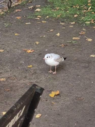 Black-headed Gull