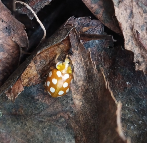 Orange Ladybird