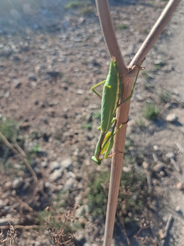 Mediterranean Mantis