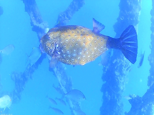 Yellow Boxfish