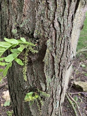 Gleditsia triacanthos inermis