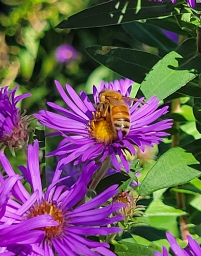 Western Honey Bee