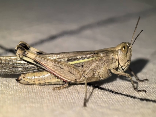 Slender Green-winged Grasshopper