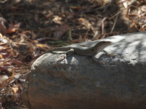 Italian Wall Lizard