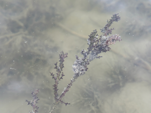 holly-leaved water nymph