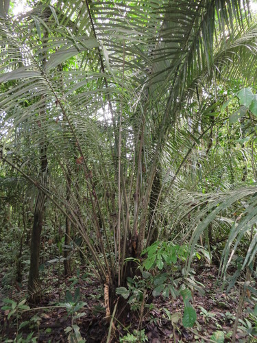 Astrocaryum murumuru, photograph 3