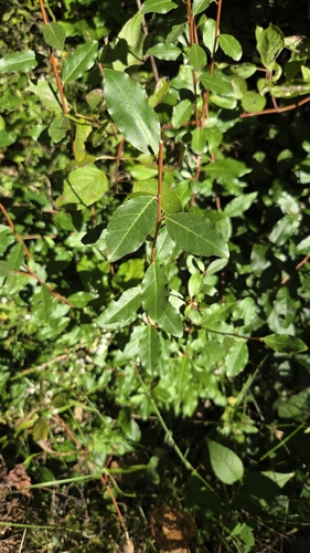 autumn olive