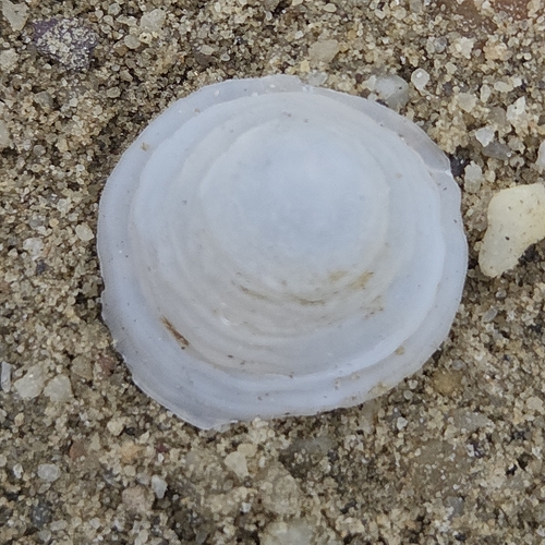 Cheilea equestris observed 2026-09-24