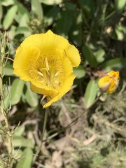 Calochortus weedii weedii