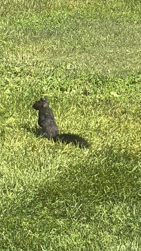 Eastern Gray Squirrel