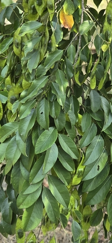 fragrant rosewood