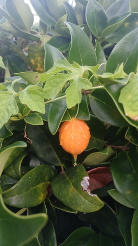 Bitter Melon
