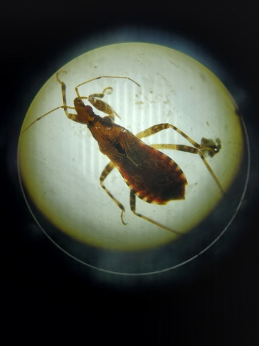 Ant Damselbug