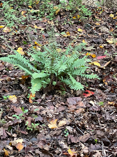 Christmas fern