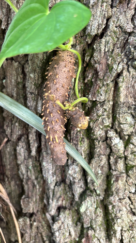 Dioscorea alata observed 2026-09-24