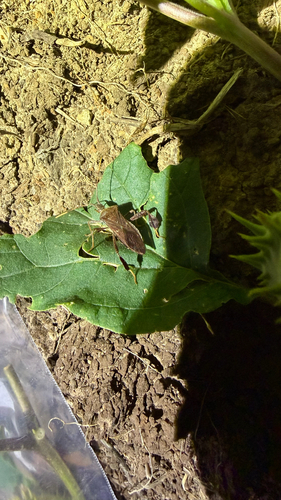 Leptoglossus oppositus