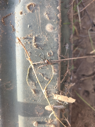 Western Black Widow
