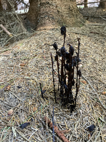 Ghost Pipe