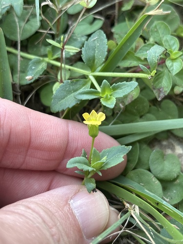 Mecardonia procumbens, photograph 3